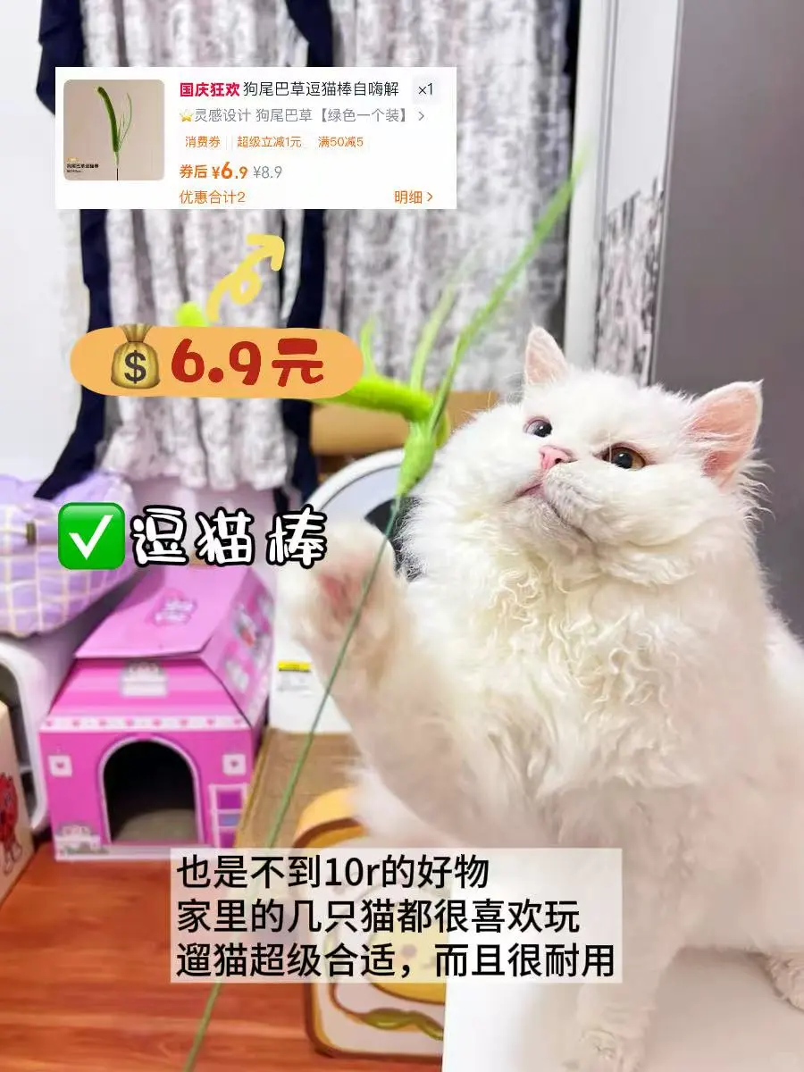 养猫好物|谁说低成本养不好猫的?