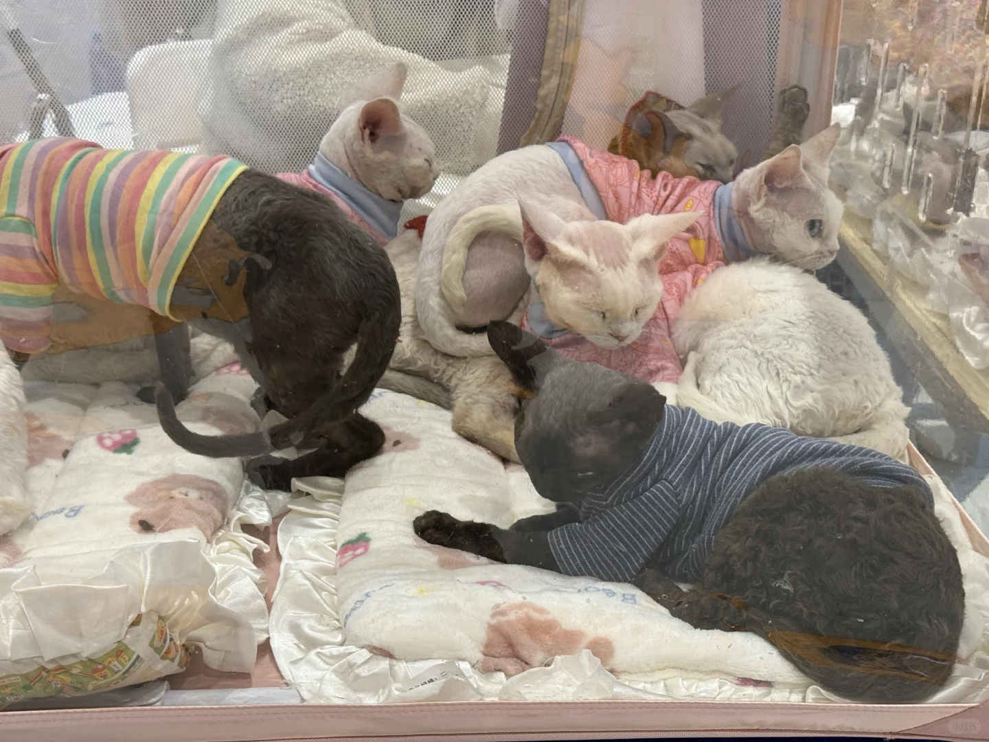 WPE汉宠展29.9的门票真不值