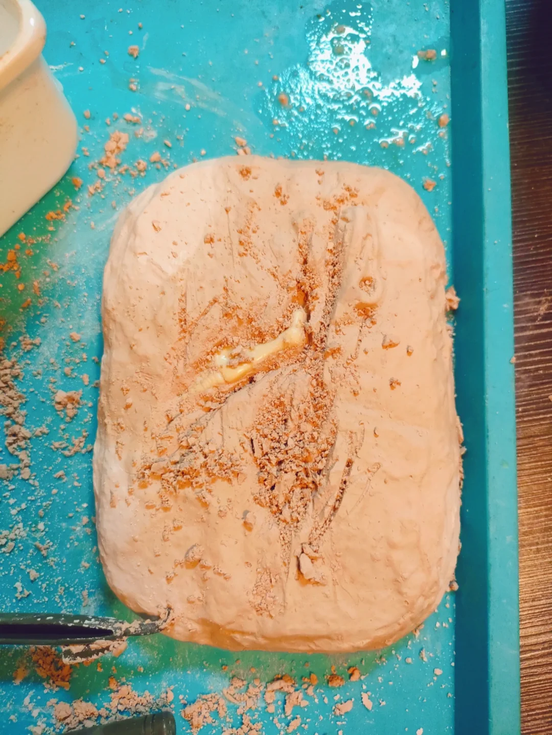 恐龙化石玩具?种草? or 拔草??