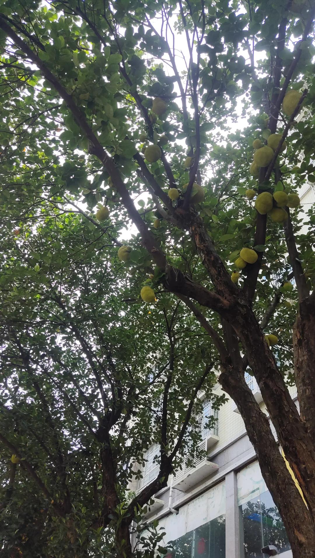 植物地域适生性简析-（三一）菠萝蜜