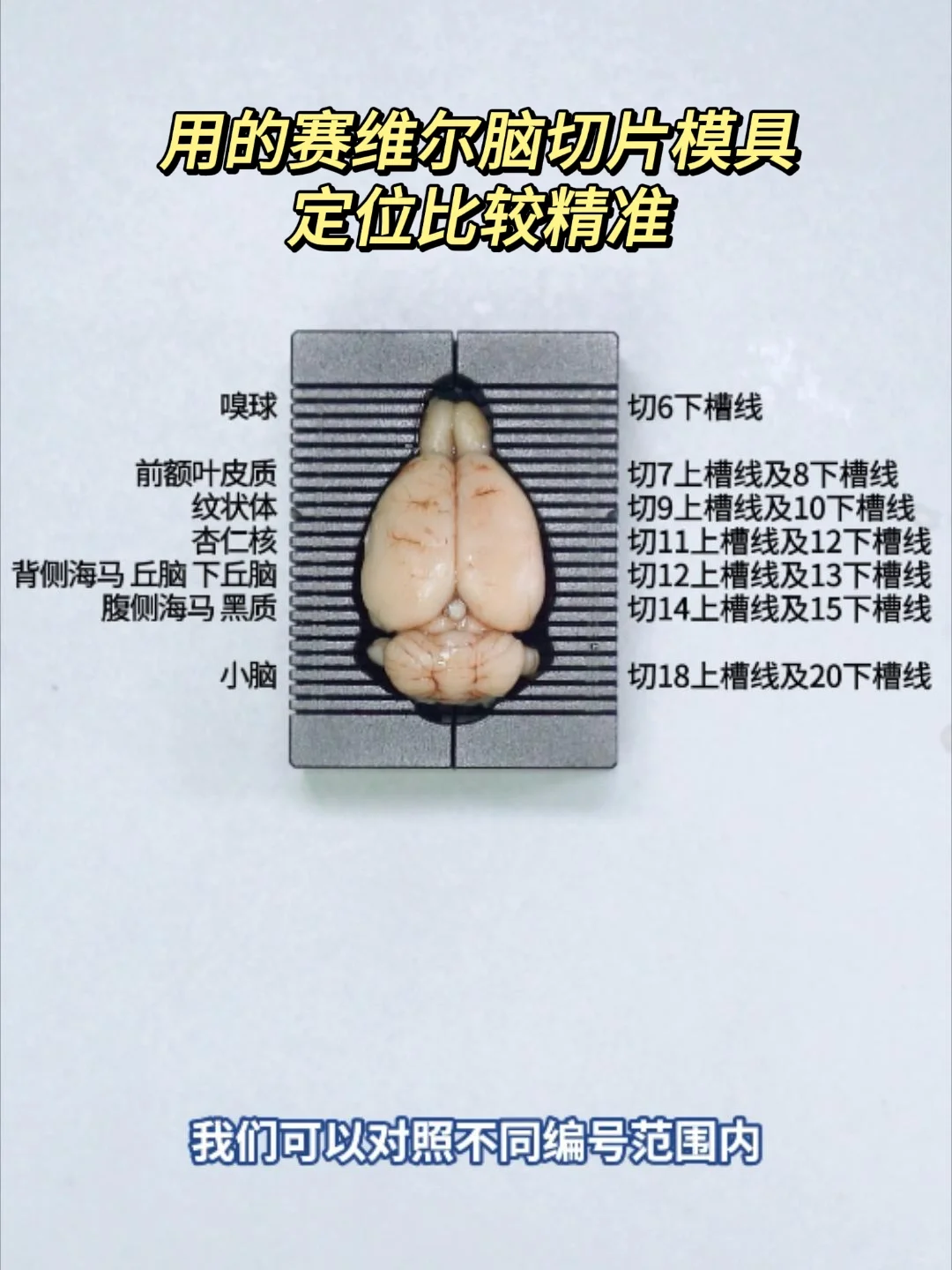 ✨脑组织实验前处理方法全攻略