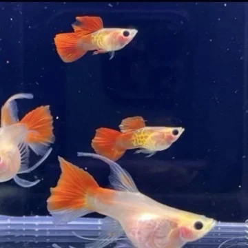 有个人玩家➗银河琉璃玻璃猫球C吗