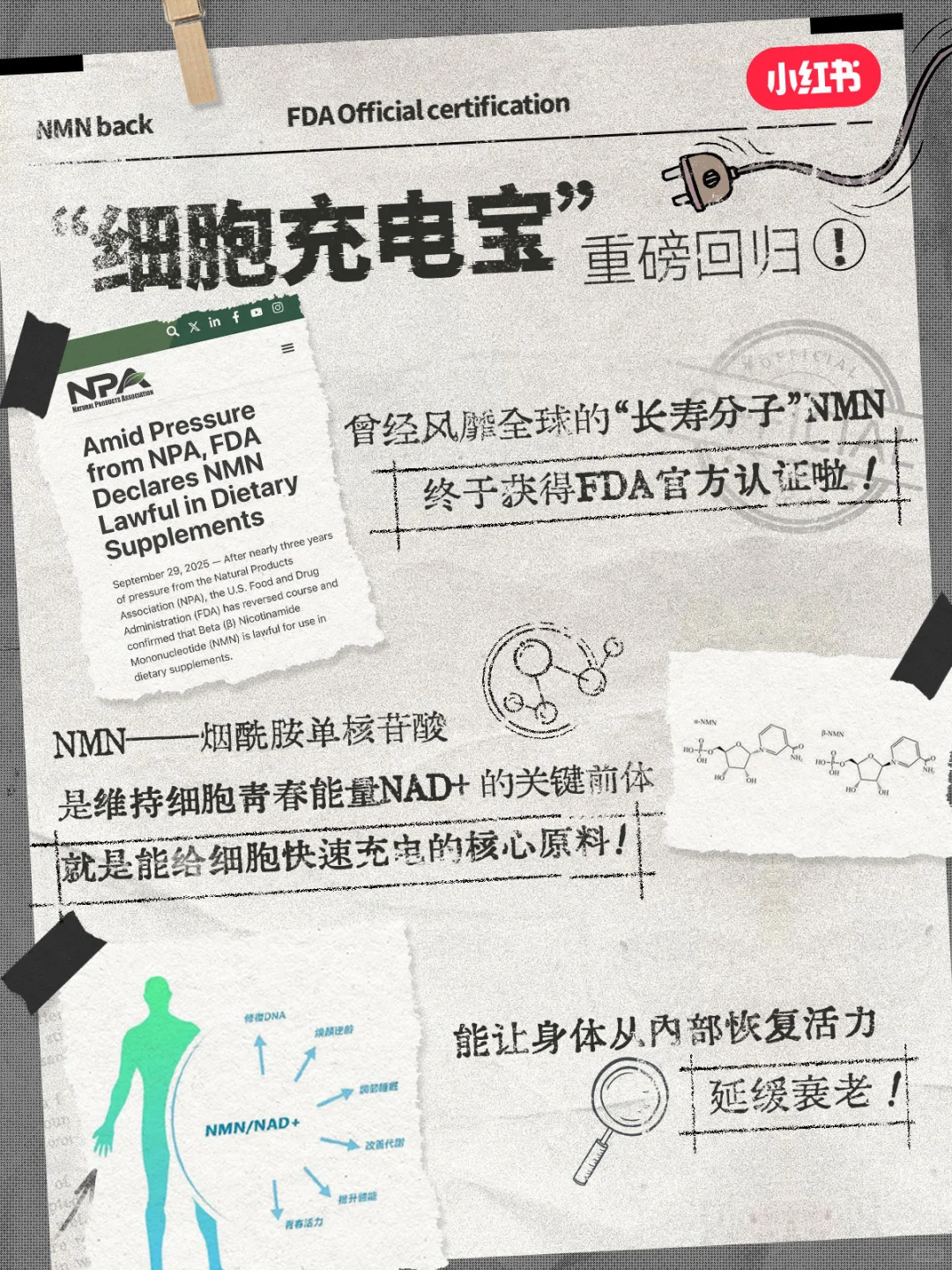 NMN长寿药卷土重来,抗衰老功效实锤了?