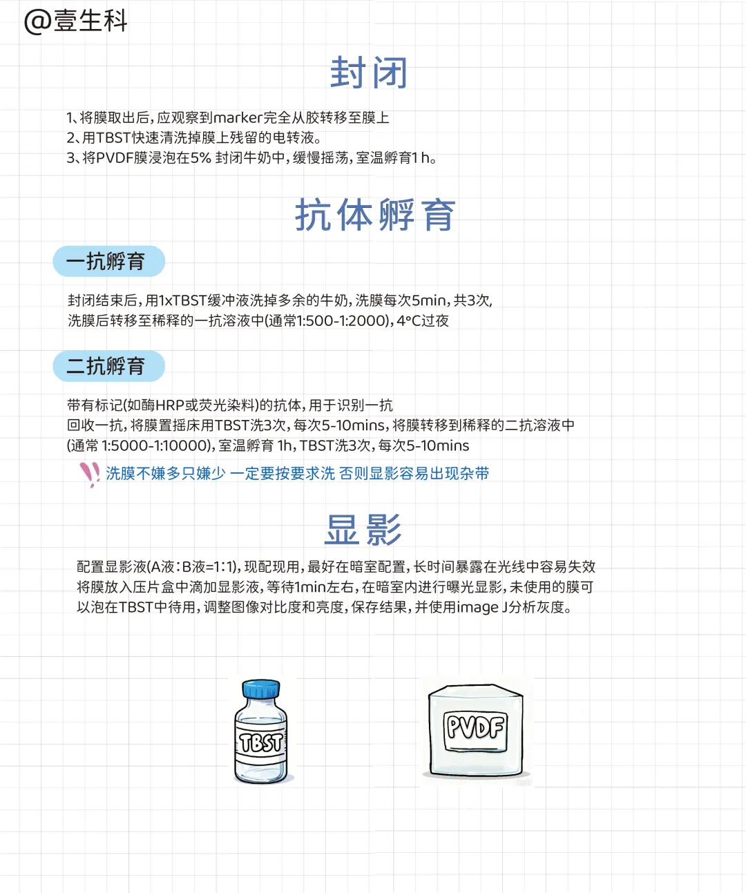Western Blot蛋白质印迹实验全流程