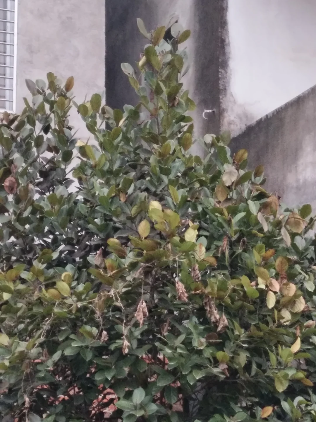 植物地域适生性简析-（三一）菠萝蜜