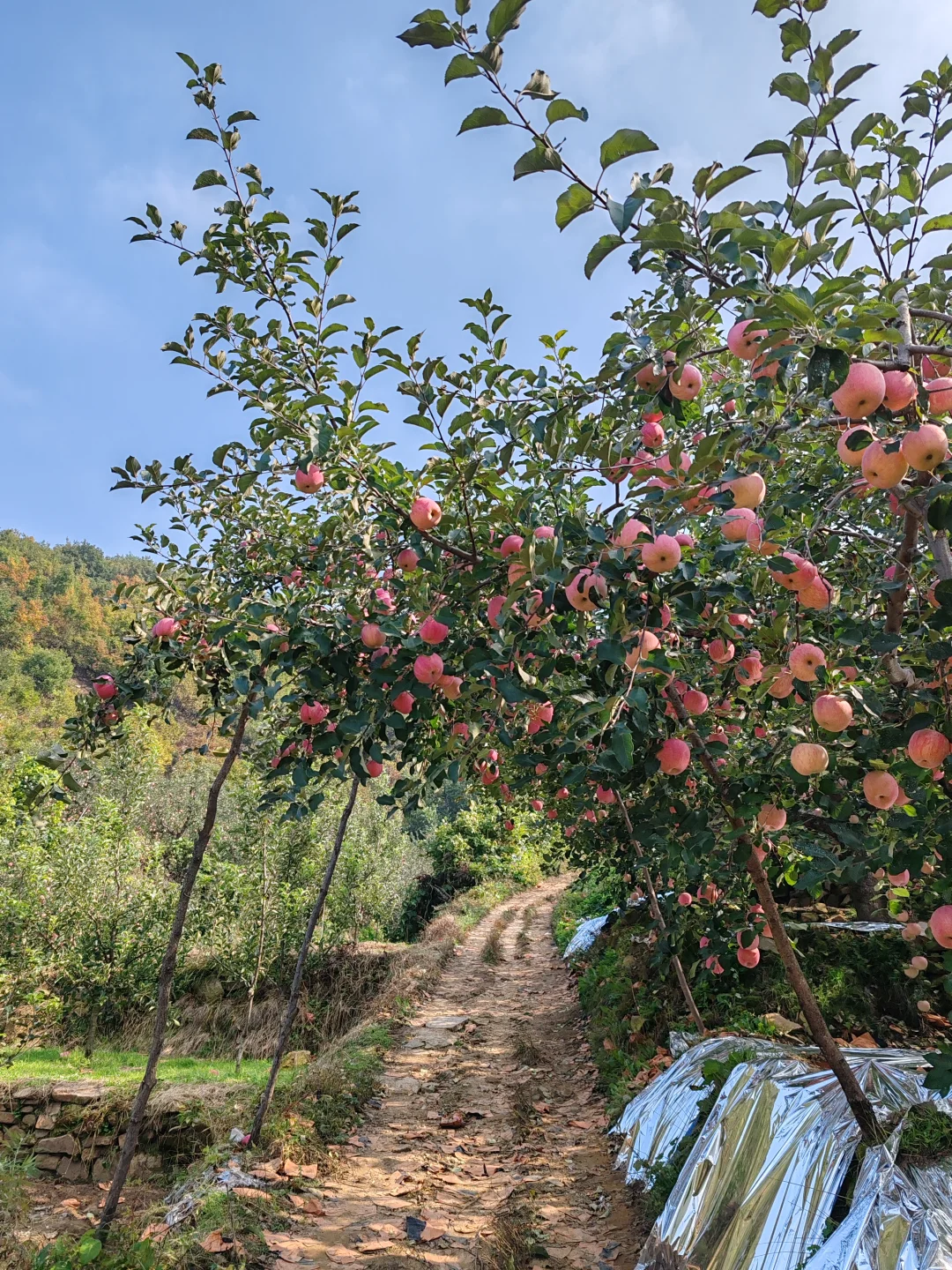 ?“大丰收”来啦！快乐装满一箩筐?