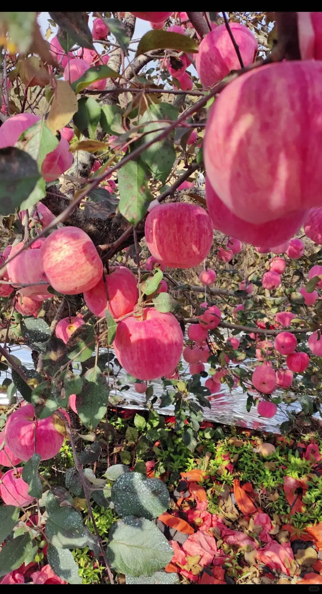 霜降之后下了10多天霜的苹果真的很甜
