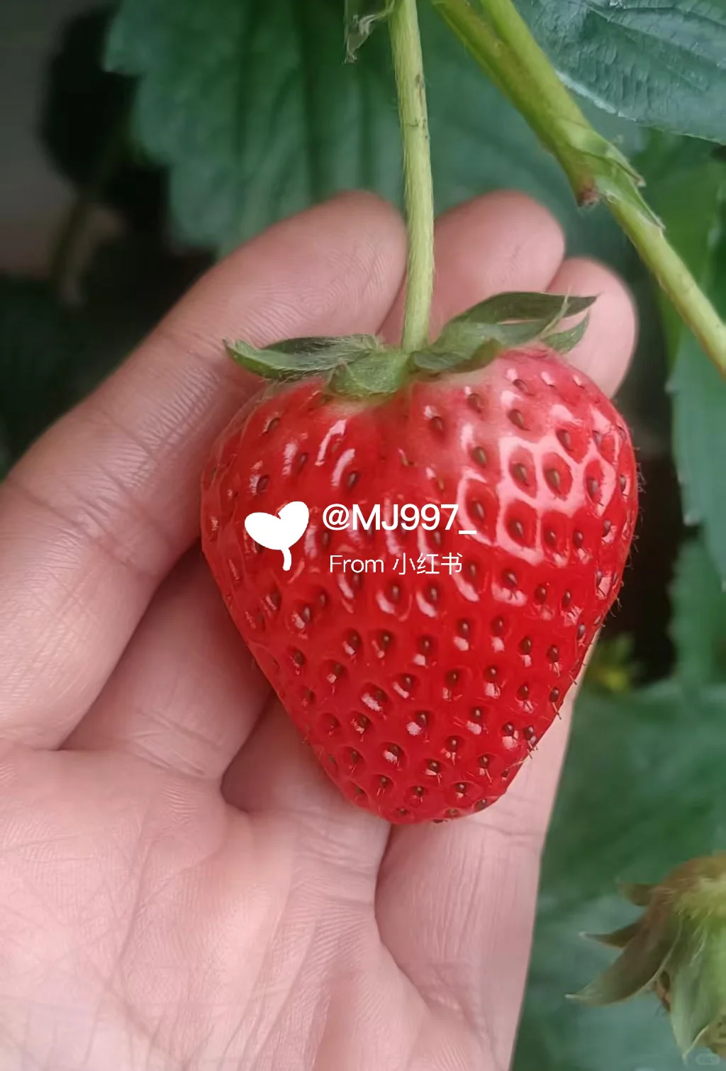 ?草莓可预定