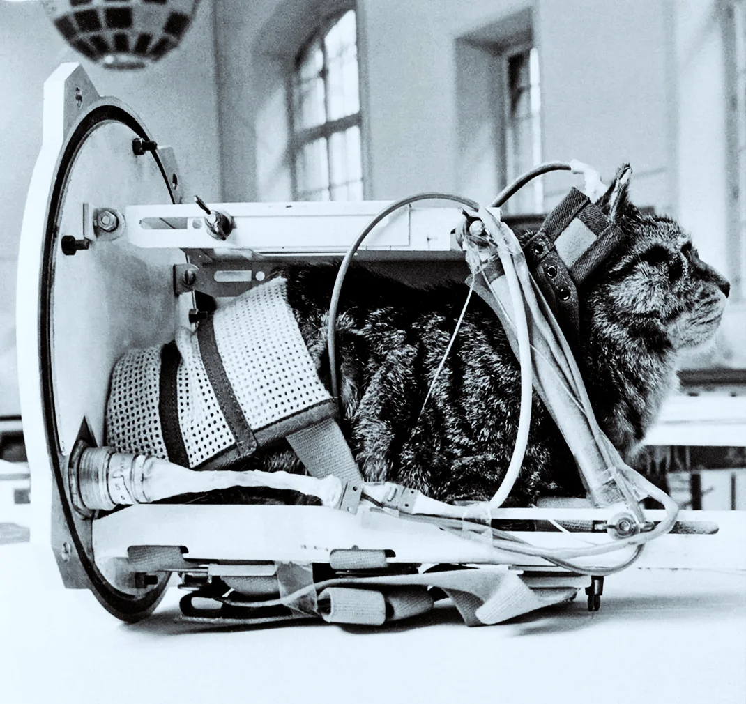 62年前,第一只进入太空并平安返航的猫