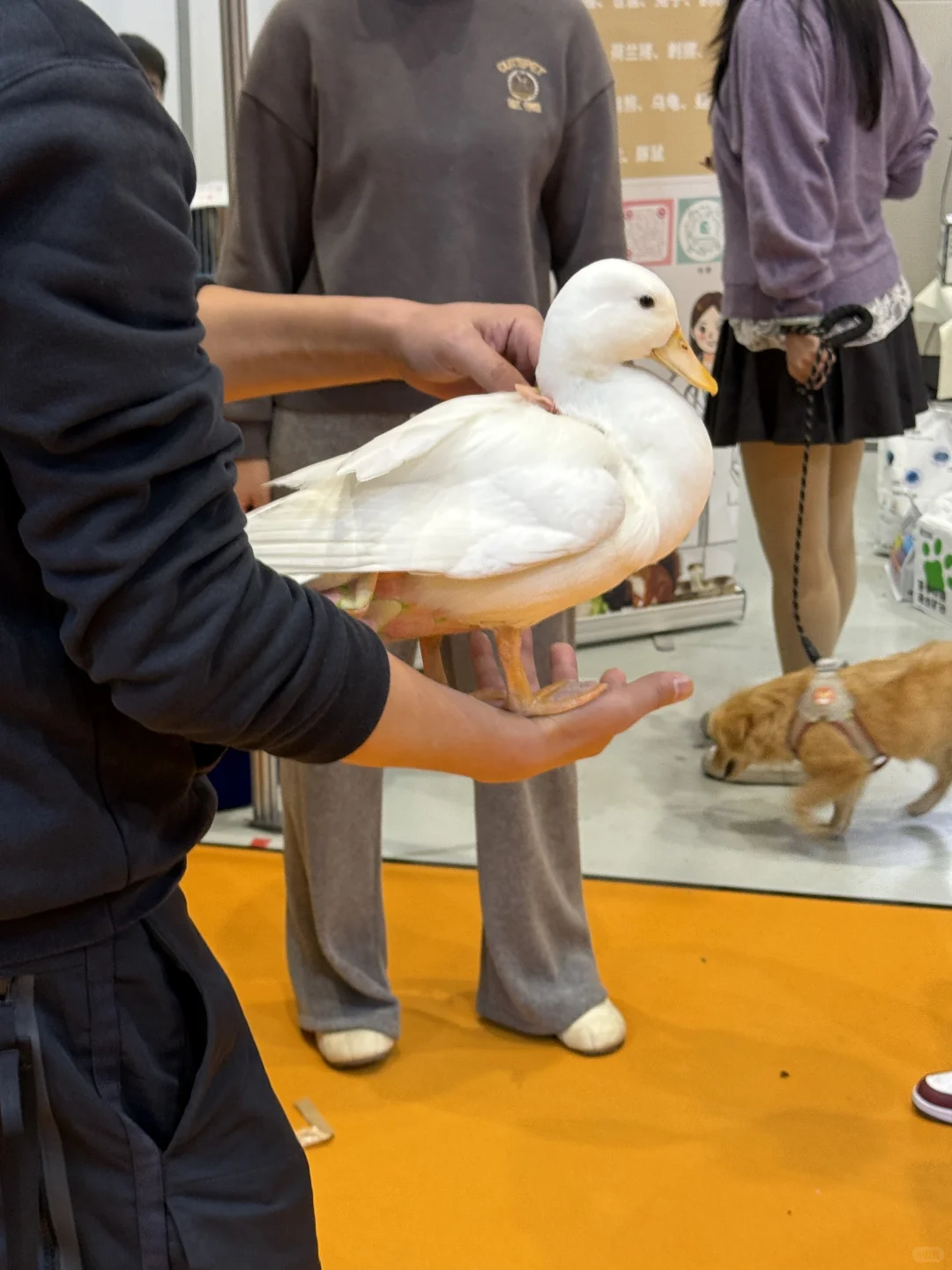 WPE汉宠展29.9的门票真不值