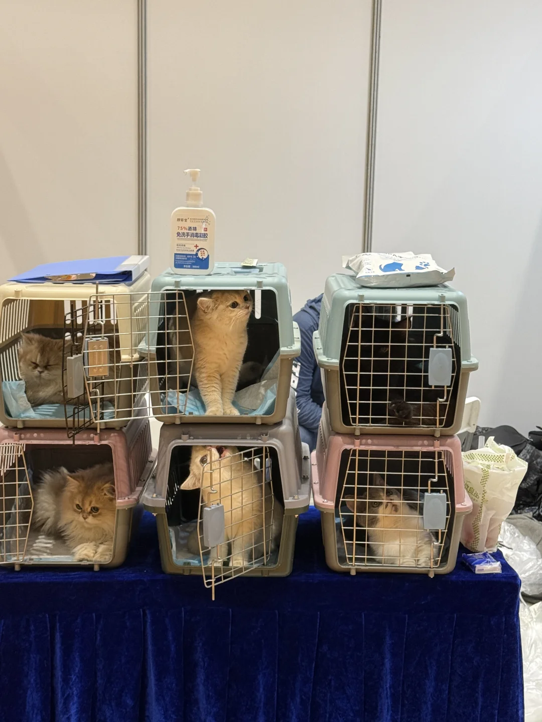 WPE汉宠展29.9的门票真不值