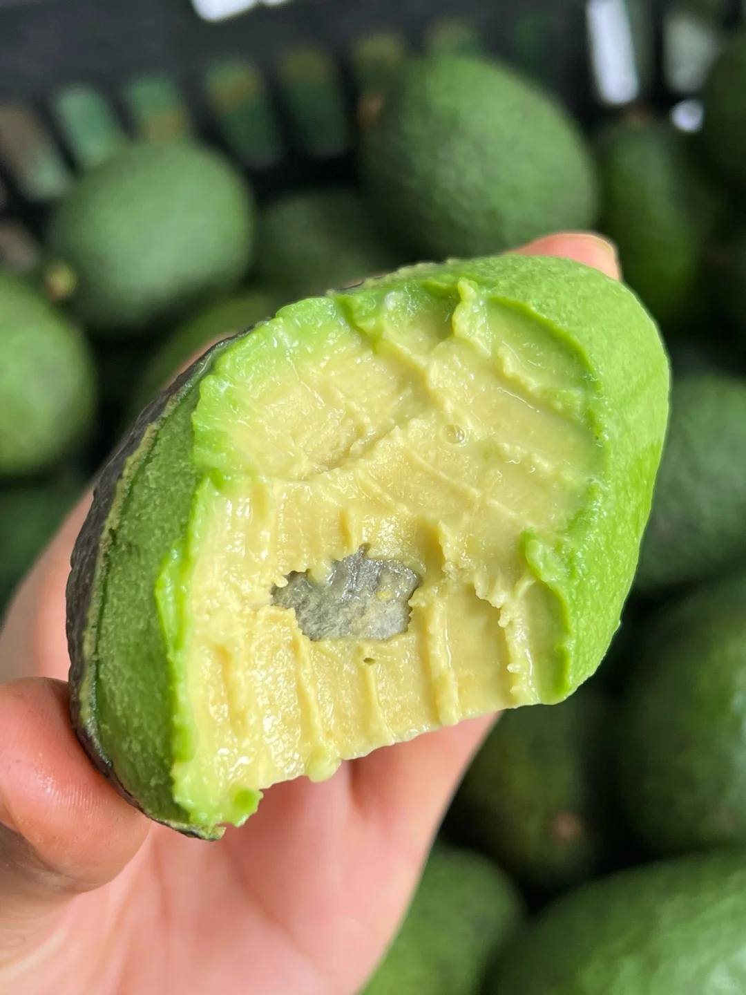 国产牛油果成熟啦！唯一缺点：季节限定！