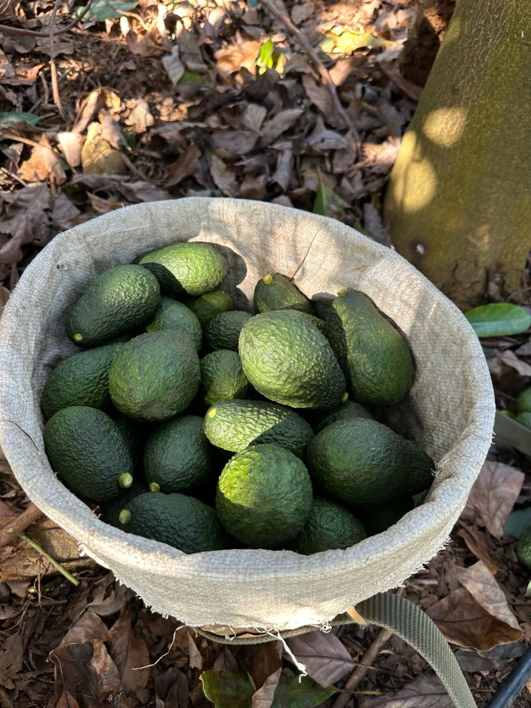 国产牛油果成熟啦！唯一缺点：季节限定！