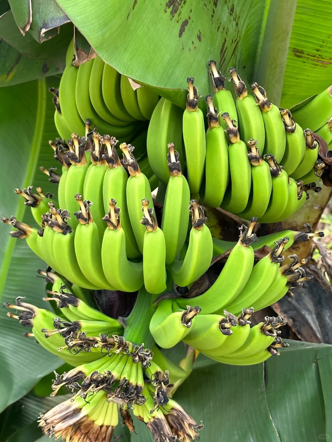 元梦之星农场赏析32小时作物香蕉