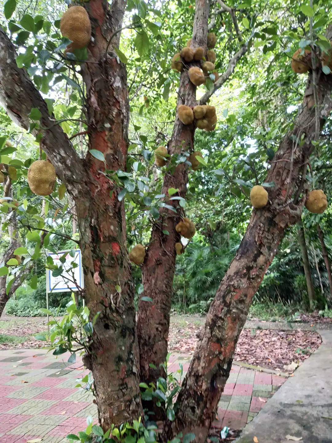 植物地域适生性简析-（三一）菠萝蜜