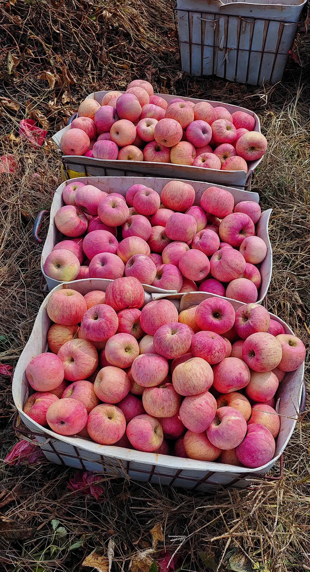 霜降之后下了10多天霜的苹果真的很甜