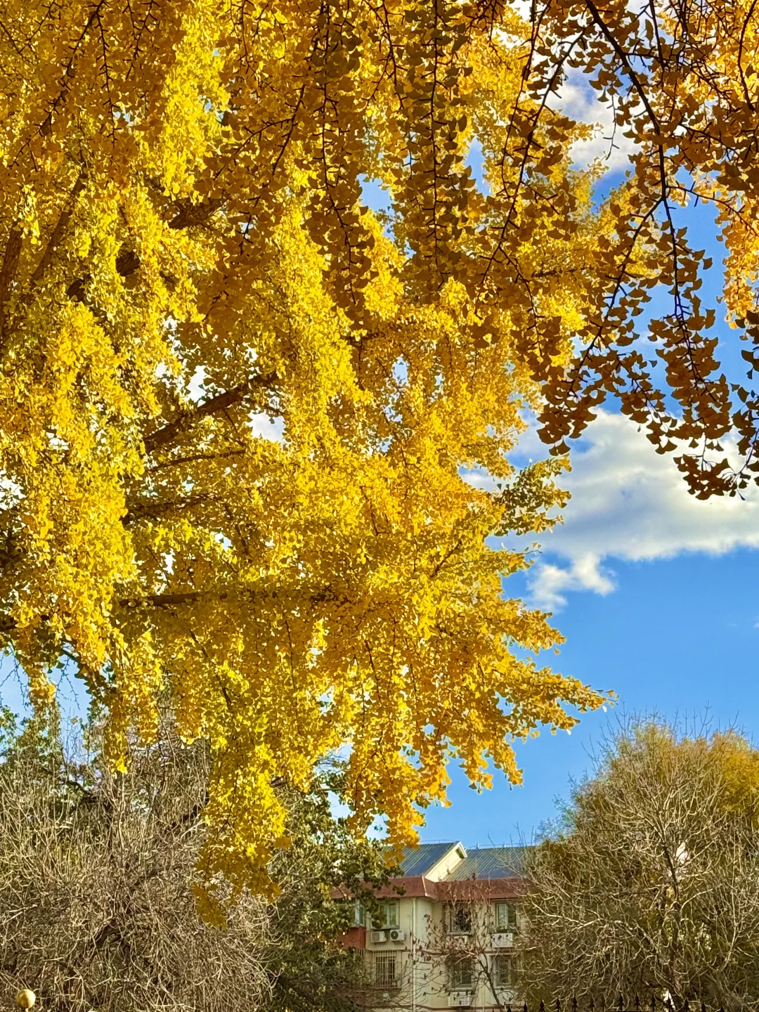 所有在北京的！请停止宅家立刻出门赏银杏?