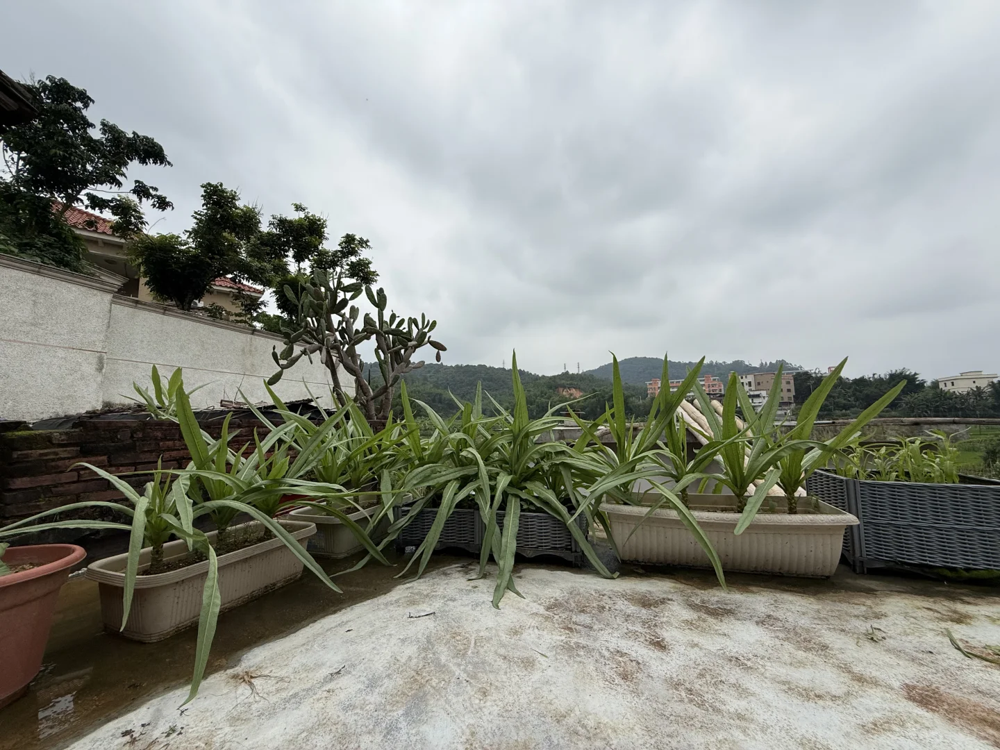 23年我种下果树结果了