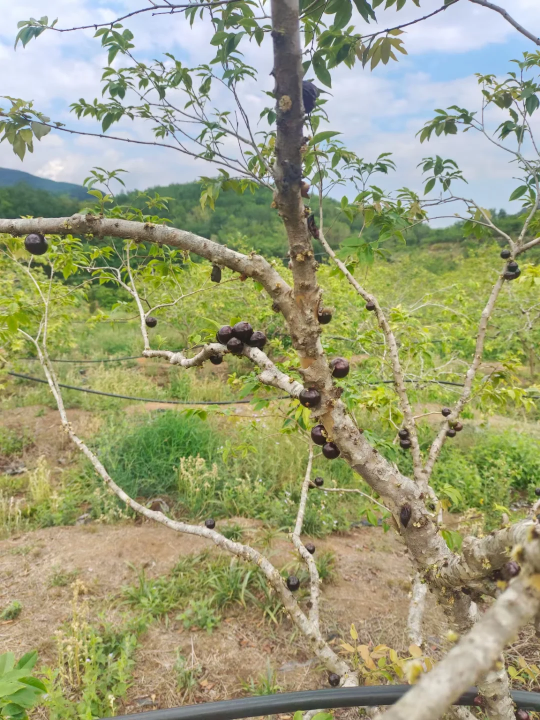 知道水果最多的童鞋送神秘奖品一份～