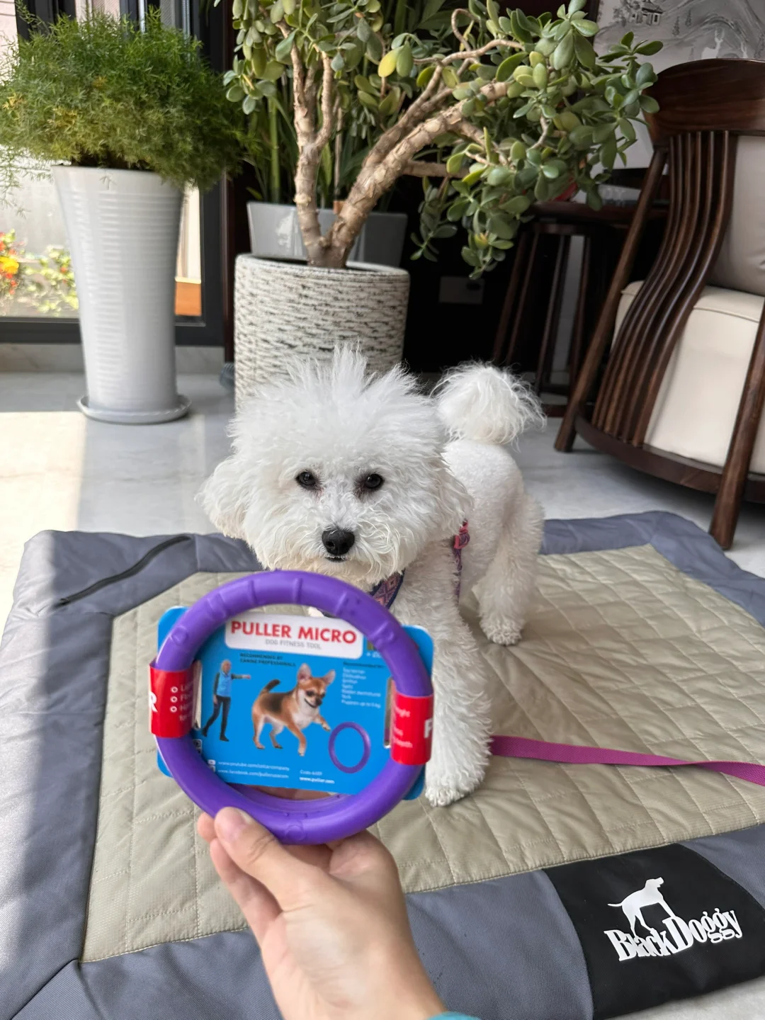 最近在玩的玩具