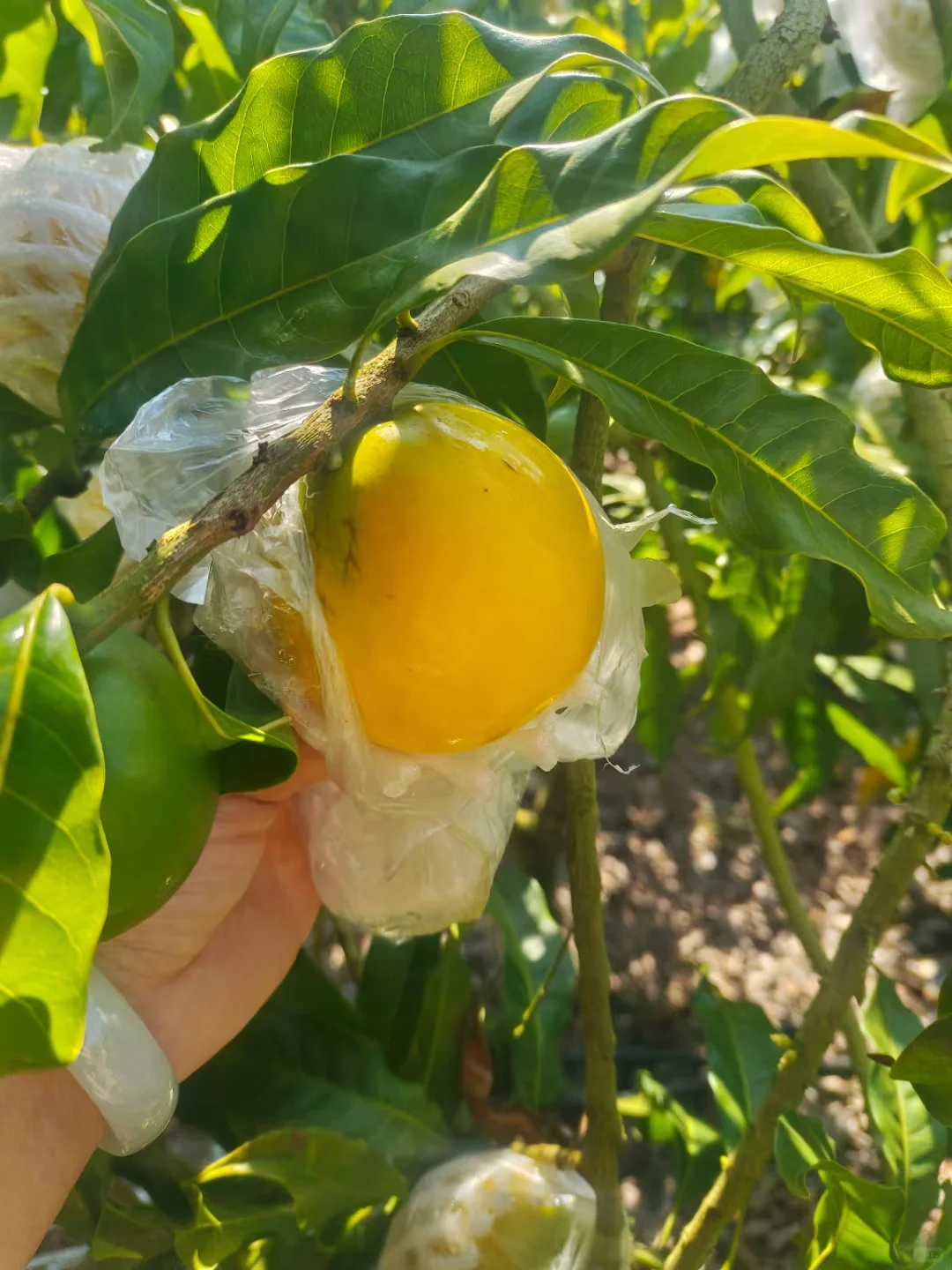 知道水果最多的童鞋送神秘奖品一份～