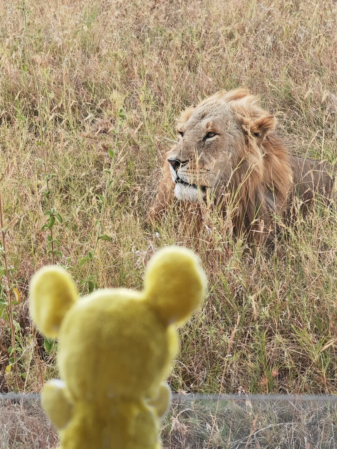 包浆玩偶，寻找失散多年的亲“鼠”！