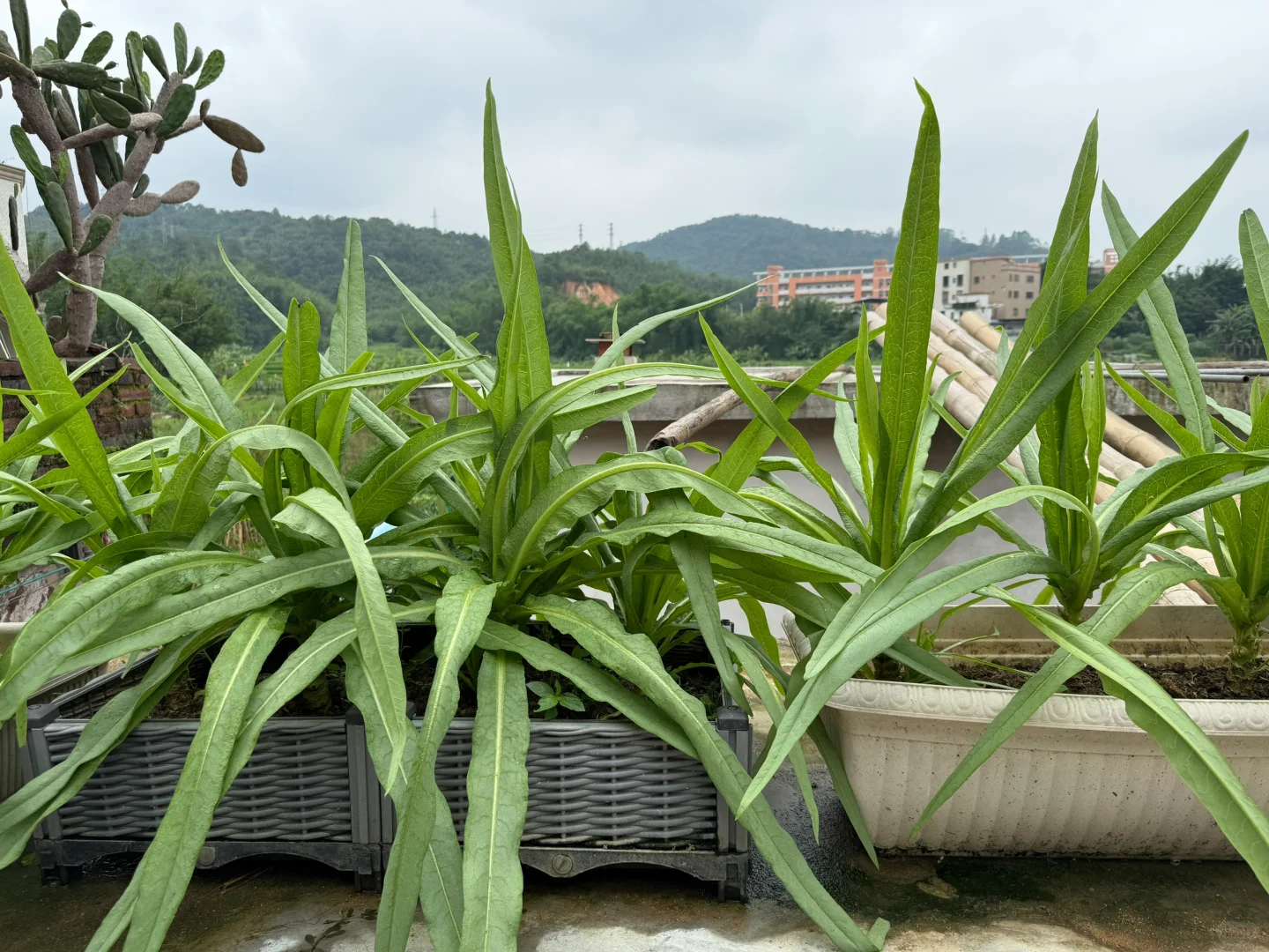 23年我种下果树结果了