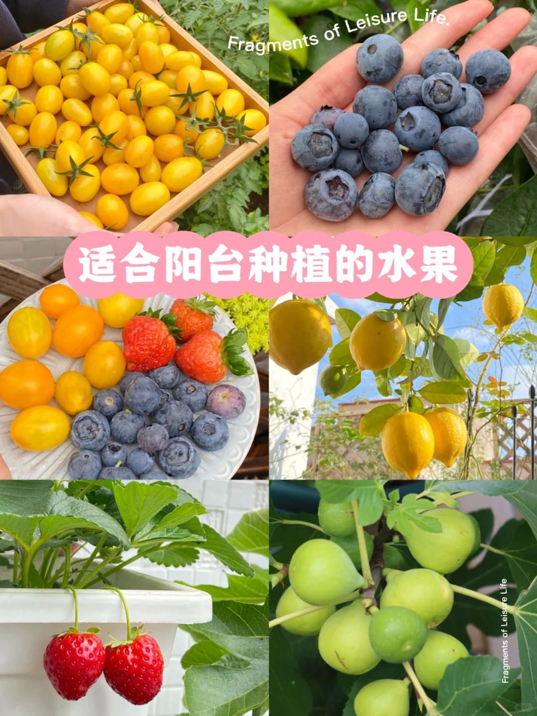 阳台党可以种什么水果？??????