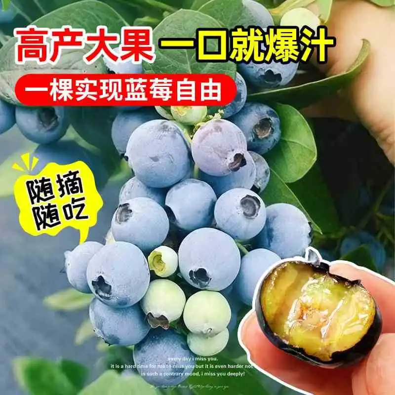 蓝莓盆栽带果发货‼️阳台秒变果园