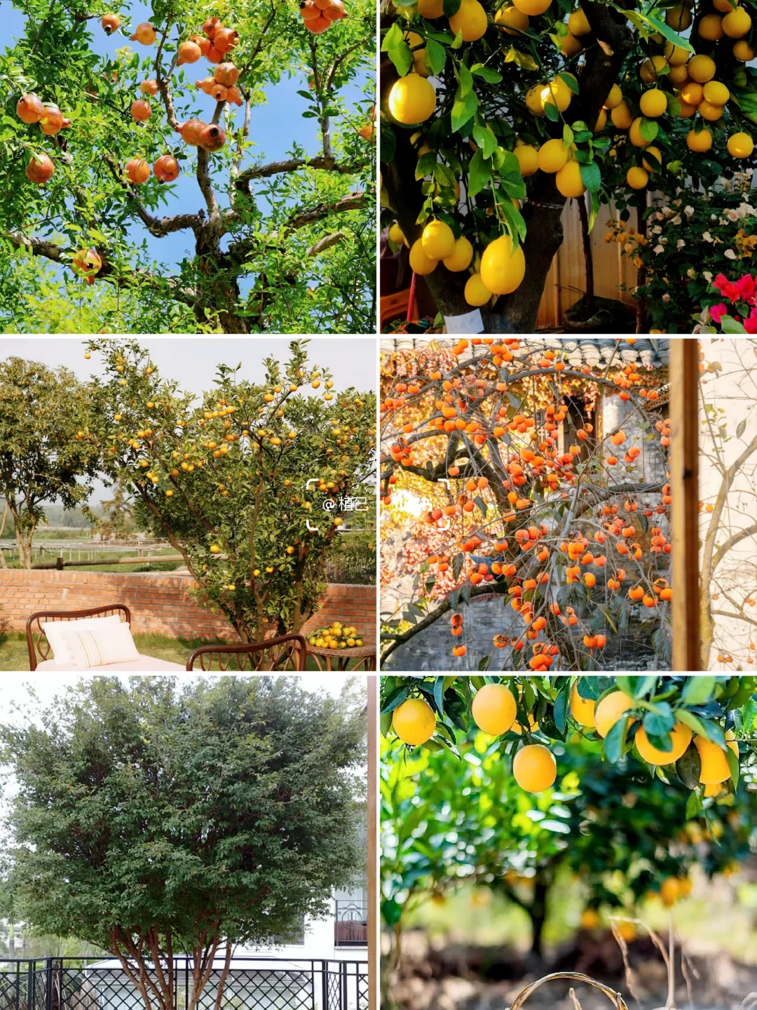 院子里种这6棵果树，好看且寓意好