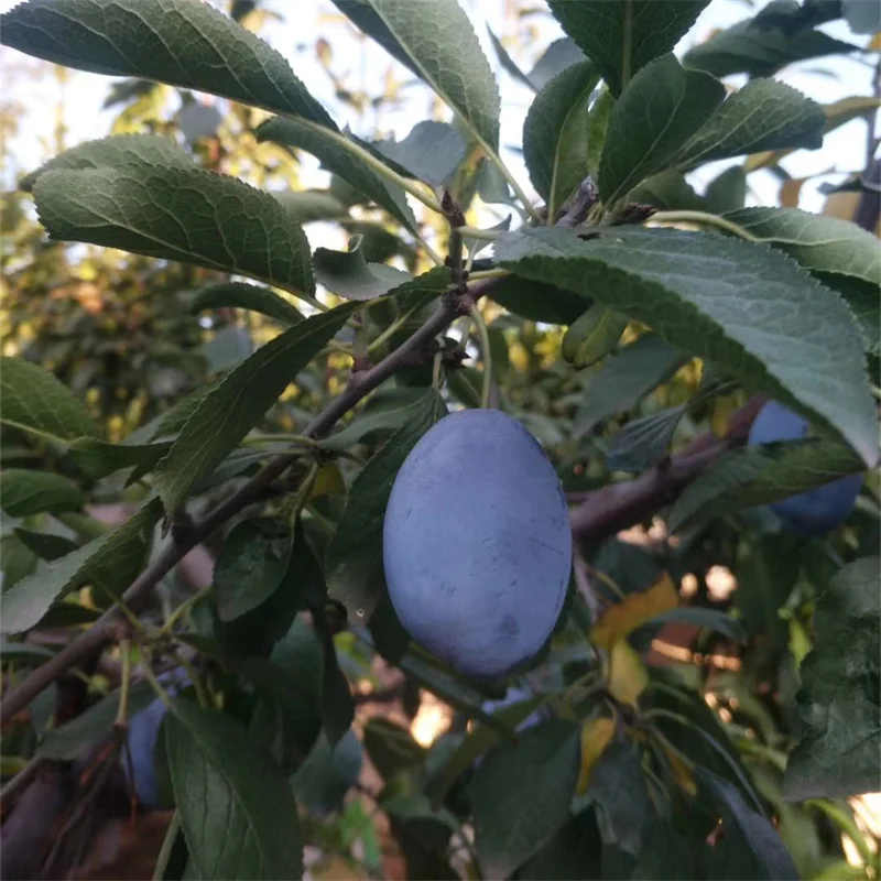 红肉西梅苗种植几年结果、高产西梅代表作