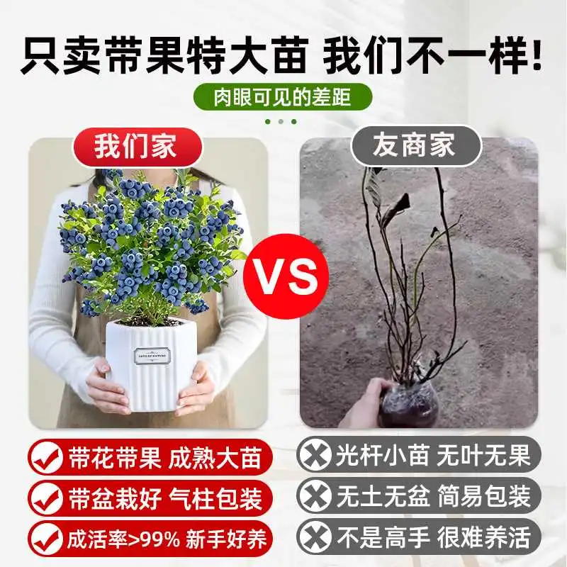 蓝莓盆栽带果发货‼️阳台秒变果园