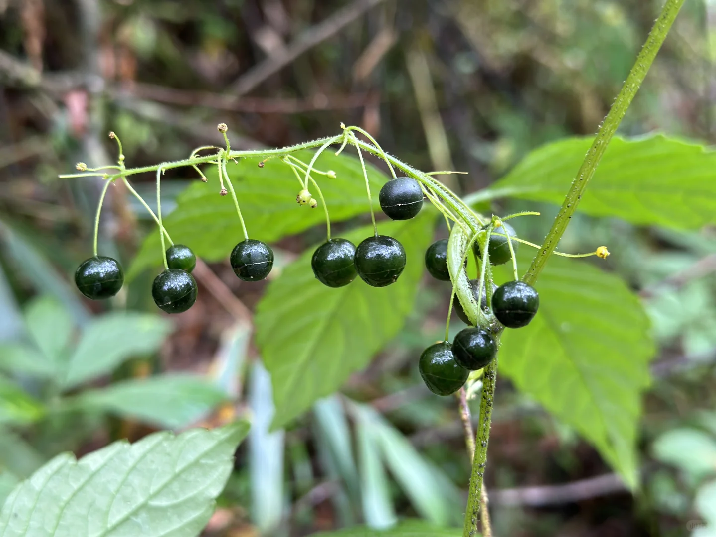 最具塑料感的果实，像不像你过年放的烟雾弹