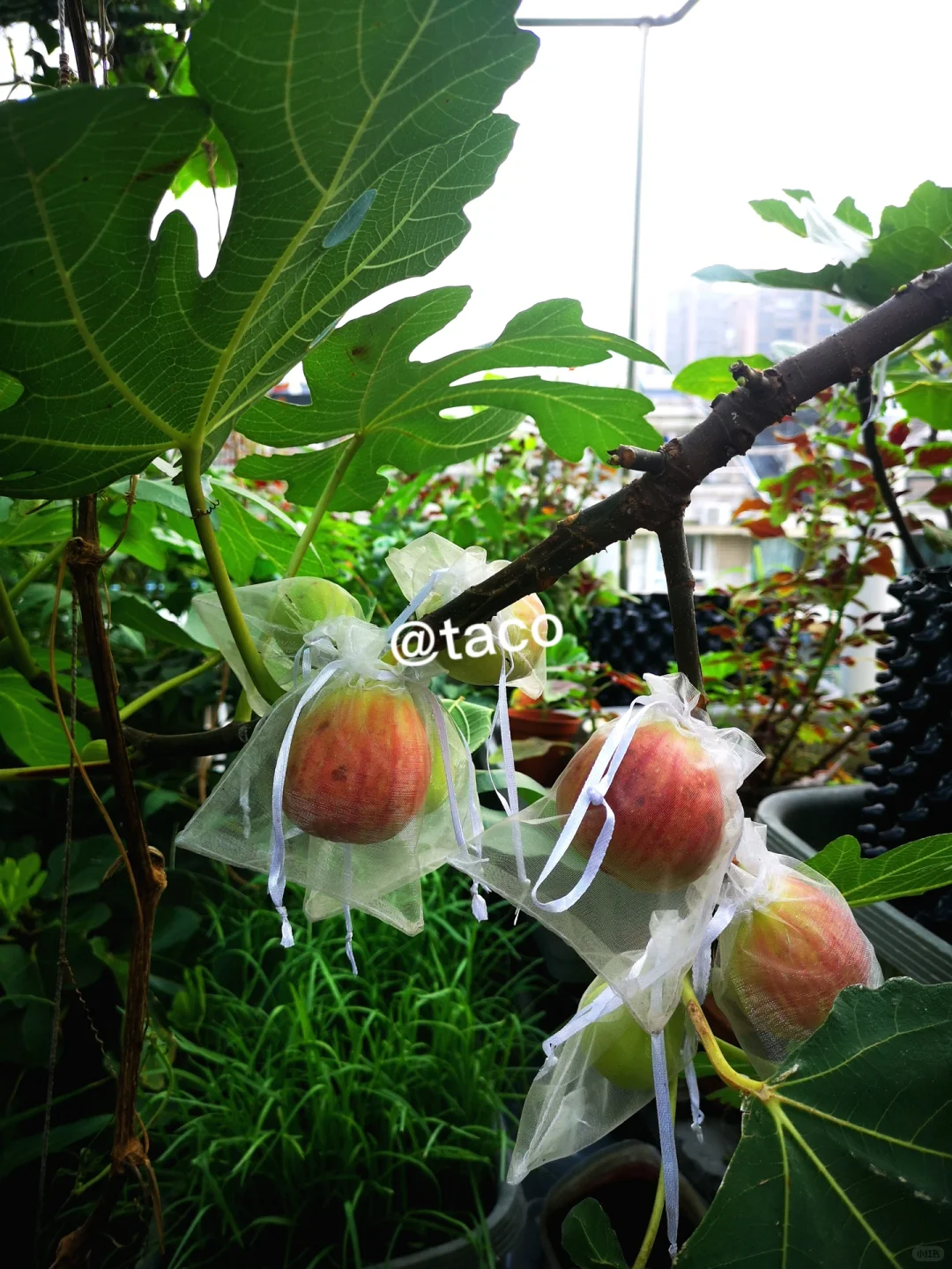 阳台种果树:新手友好型果树清单