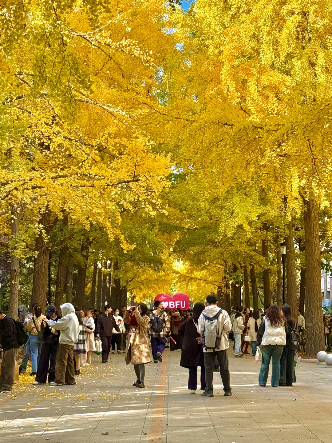 所有在北京的！请停止宅家立刻出门赏银杏?