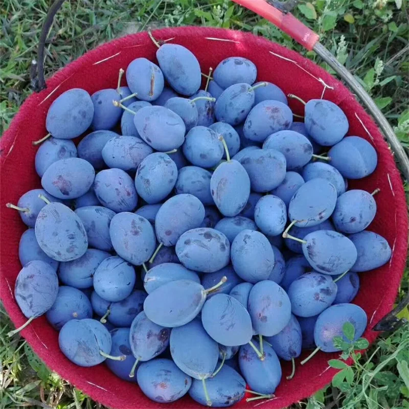 红肉西梅苗种植几年结果、高产西梅代表作