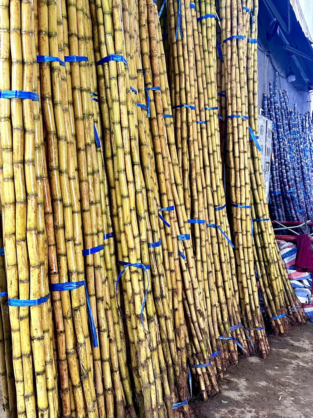 北海｜水果批发市场，我选杭州路市场路边摊❤️