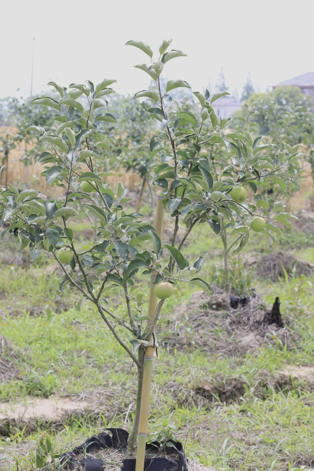 南方苹果容器苗上市了