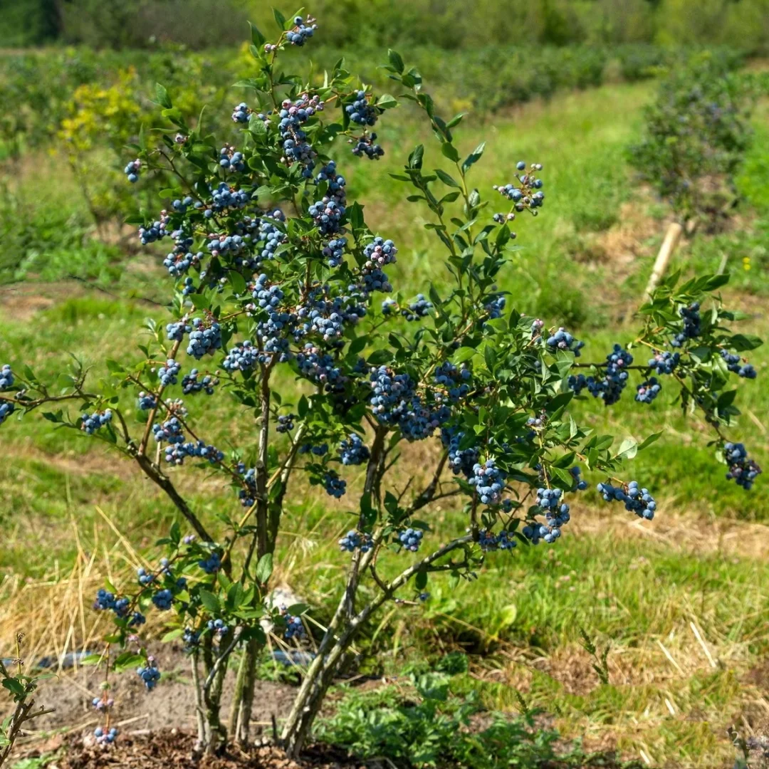 常用园林果树【下】