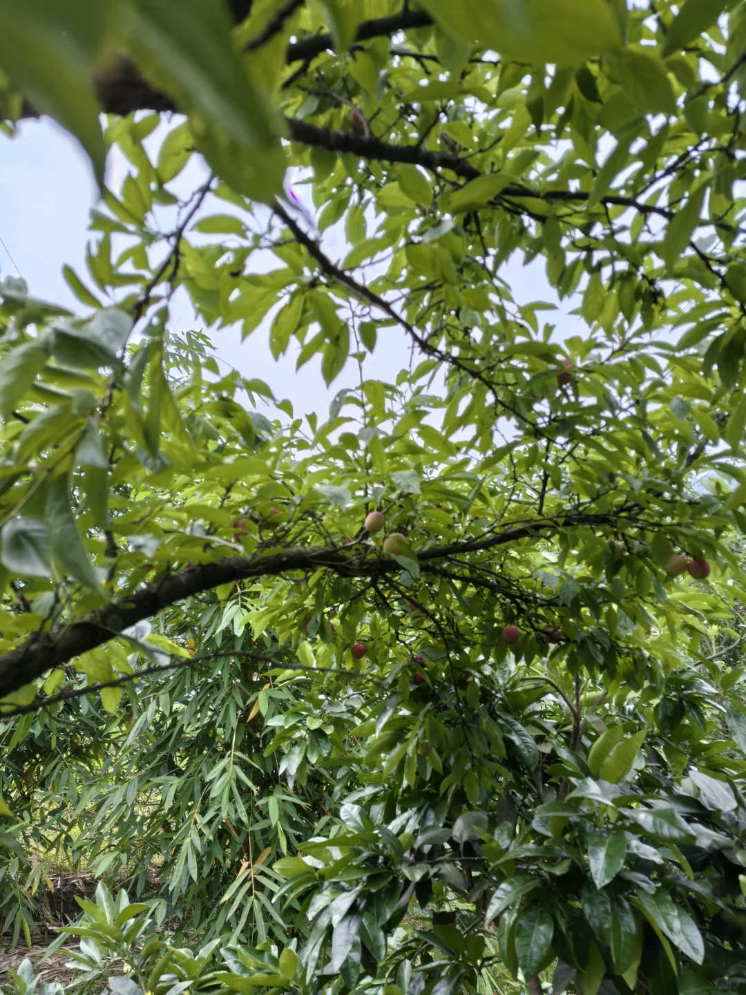 水果自由！！！