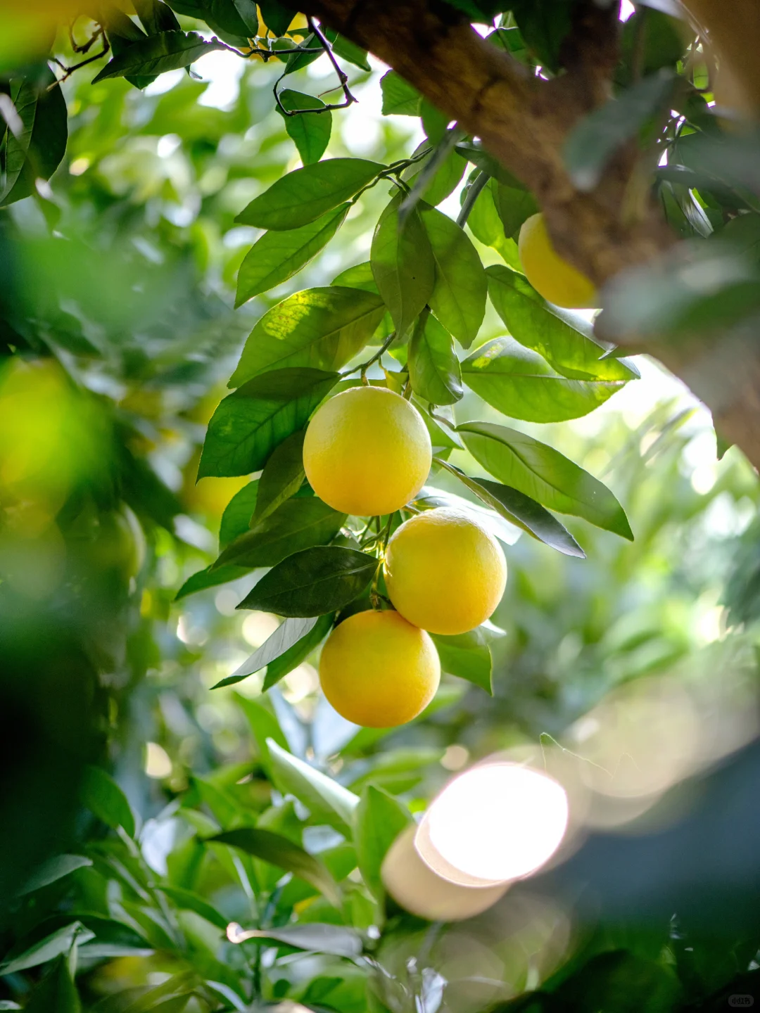 「人生如橙」褚时健的四味人生