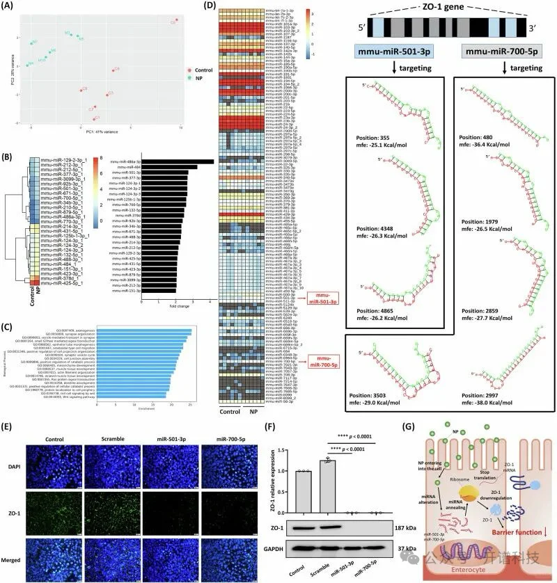 微塑料+转录组，揭示纳米塑料危害肠道健康新