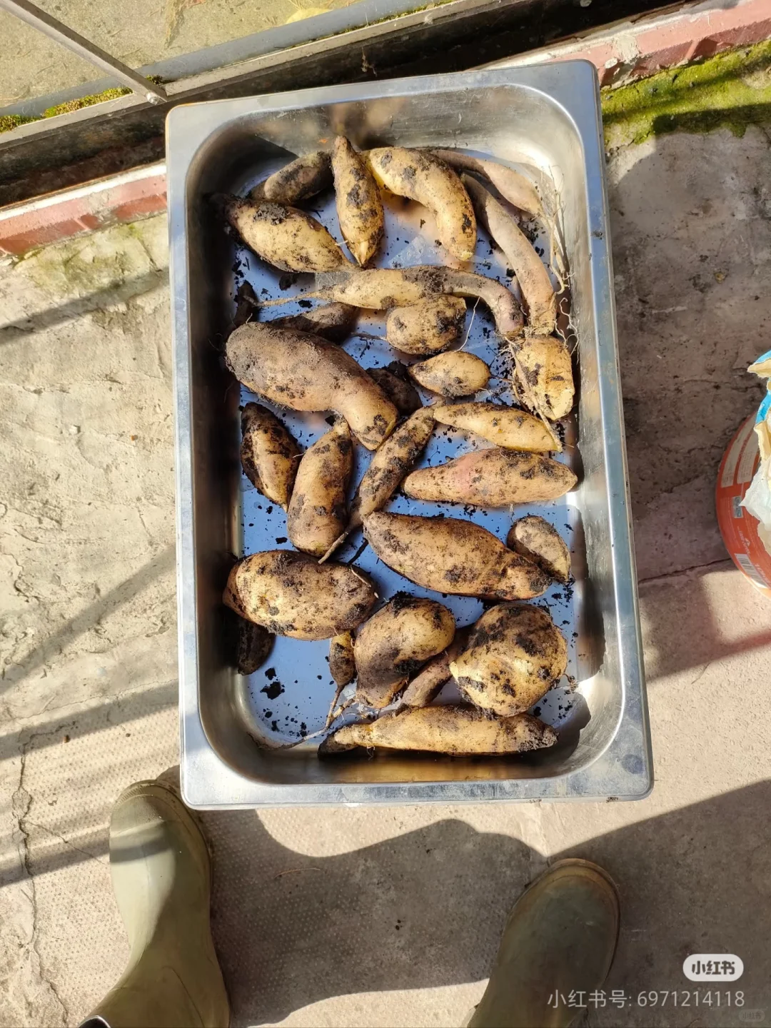 ?雪莲果,高产不挑地?