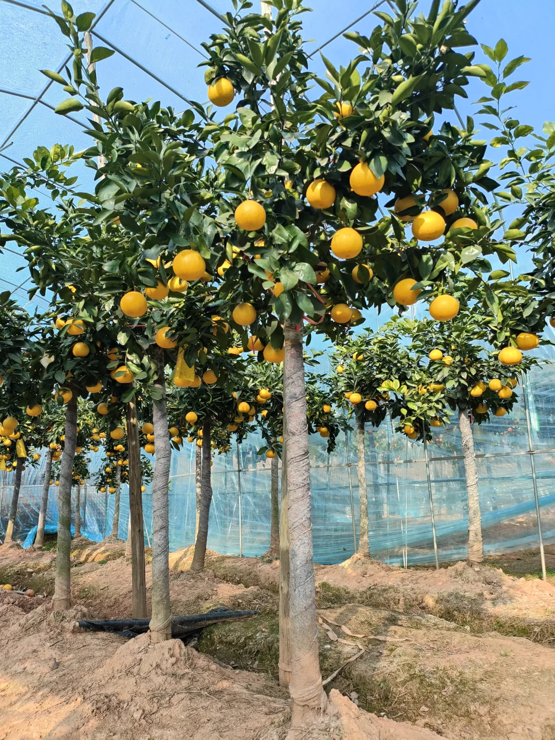 庭院种植果树超甜多汁葡萄柚树