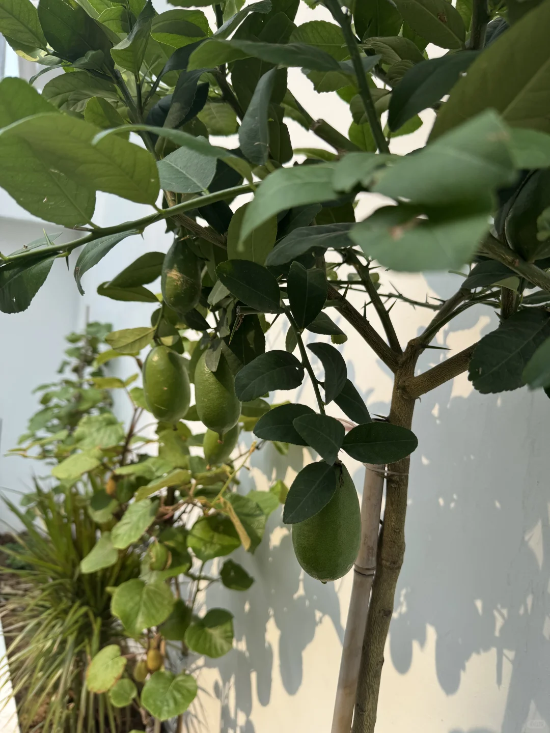 这不马上马的要实现水果自由了??