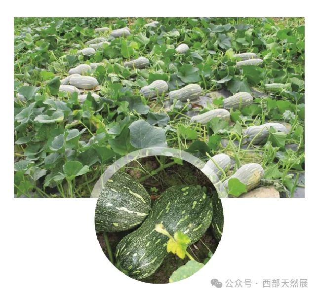 西部天然展参展商:宝得瑞(河北)健康产业