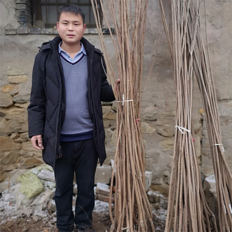 红肉西梅苗,在适宜的土壤中绽放异彩