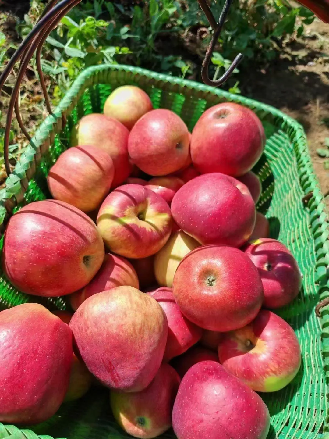 自家果园种植，价格实惠