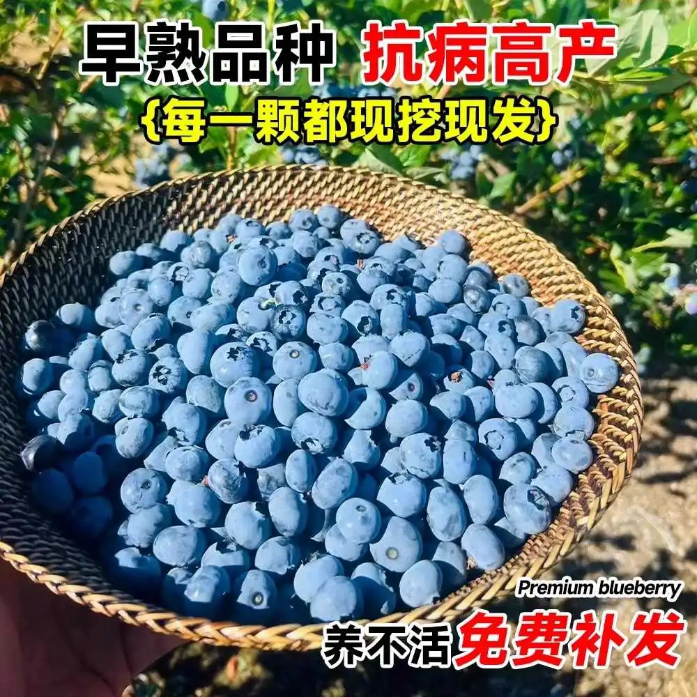 ?L25蓝莓树苗！带果种植太香了