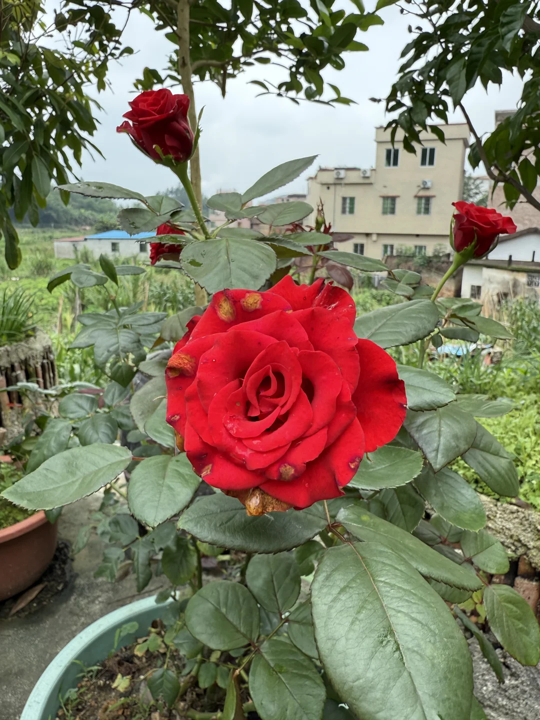 23年我种下果树结果了